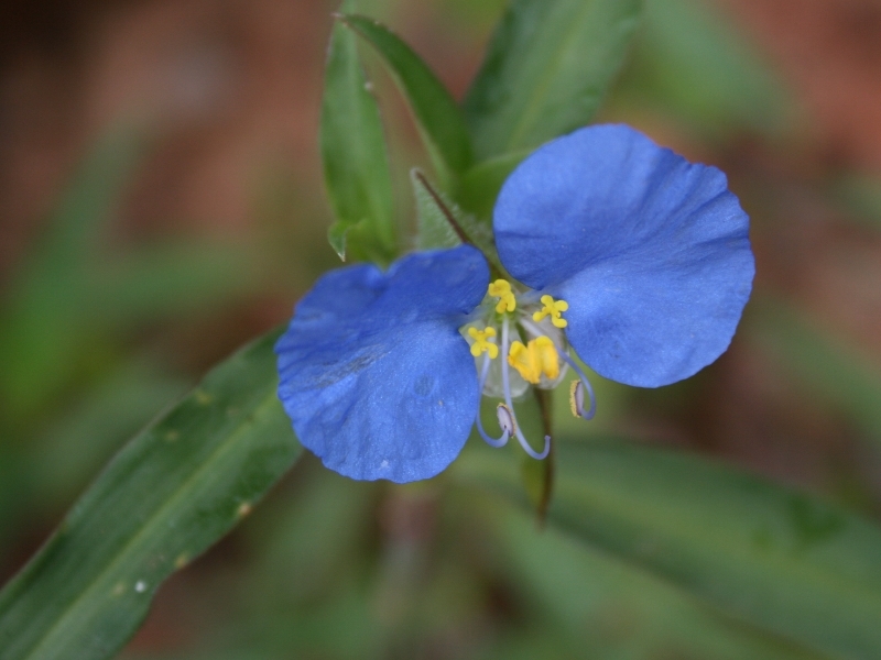 2008-03-02_little-blue-flower.jpg