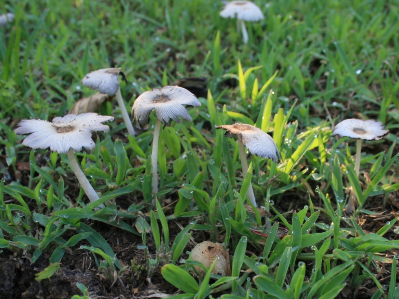 2009-02-21_flower-shrooms.jpg